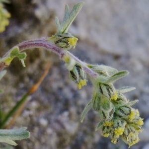 Photographie n°673601 du taxon Artemisia genipi Weber [1775]