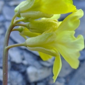 Photographie n°673632 du taxon Brassica repanda (Willd.) DC. [1821]