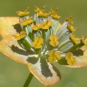 Photographie n°673637 du taxon Bupleurum longifolium sensu auct. gall.