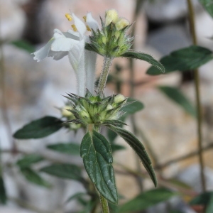 Photographie n°673672 du taxon Galeopsis angustifolia Ehrh. ex Hoffm. [1804]