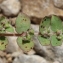  Marie  Portas - Euphorbia prostrata Aiton [1789]