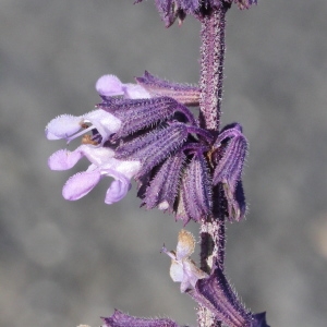 Photographie n°673706 du taxon Salvia verticillata L. [1753]