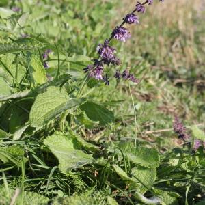 Photographie n°673707 du taxon Salvia verticillata L. [1753]