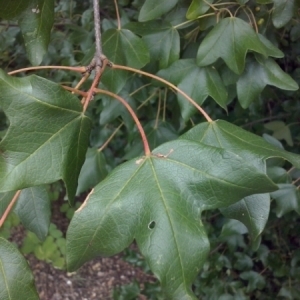 Photographie n°673779 du taxon Acer monspessulanum L. [1753]