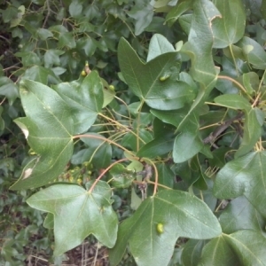 Photographie n°673780 du taxon Acer monspessulanum L. [1753]