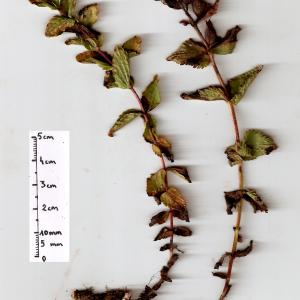Photographie n°673790 du taxon Bartsia alpina L. [1753]