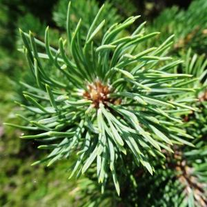 Photographie n°673809 du taxon Pinus mugo subsp. uncinata (Ramond ex DC.) Domin