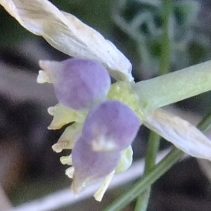 Photographie n°673826 du taxon Callianthemum coriandrifolium Rchb. [1832]