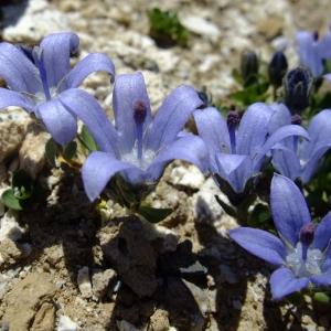 Photographie n°673830 du taxon Campanula cenisia All. [1785]