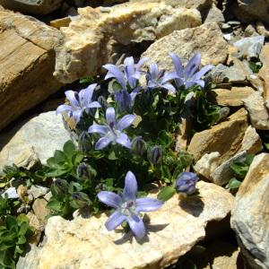 Photographie n°673837 du taxon Campanula cenisia All. [1785]