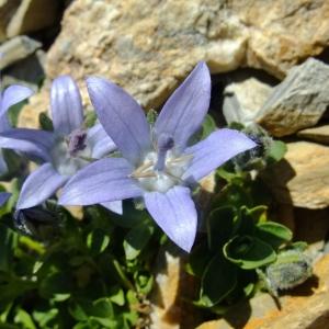 Photographie n°673840 du taxon Campanula cenisia All. [1785]