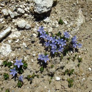 Photographie n°673843 du taxon Campanula cenisia All. [1785]