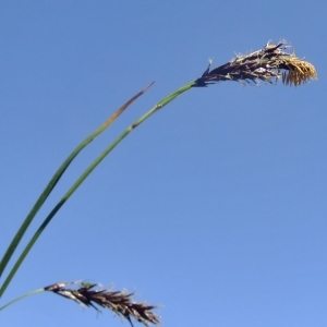 Photographie n°673896 du taxon Carex frigida All. [1785]