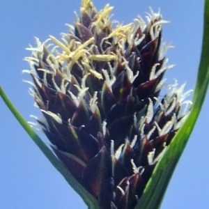 Photographie n°673909 du taxon Carex parviflora Host [1801]