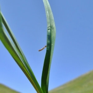 Photographie n°673910 du taxon Carex parviflora Host [1801]