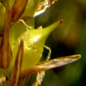 Photographie n°673914 du taxon Carex rostrata Stokes [1787]