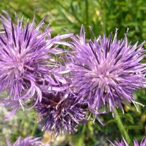 Photographie n°673922 du taxon Centaurea alpestris Hegetschw. [1839]