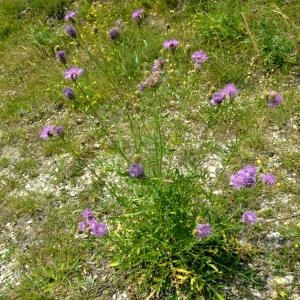 Photographie n°673925 du taxon Centaurea alpestris Hegetschw. [1839]