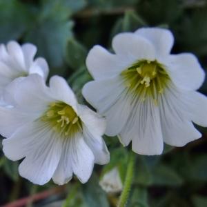 Photographie n°673933 du taxon Cerastium latifolium L. [1753]