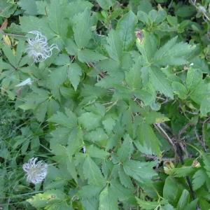 Photographie n°673970 du taxon Clematis alpina (L.) Mill. [1768]