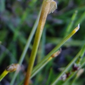 Photographie n°674136 du taxon Eriophorum vaginatum L. [1753]