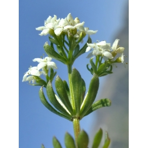 Galium pseudohelveticum Ehrend. (Gaillet des Alpes occidentales)