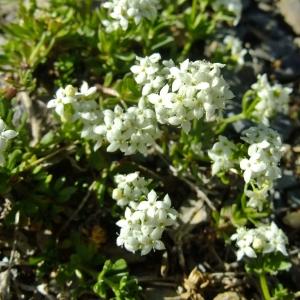 Photographie n°674183 du taxon Galium pseudohelveticum Ehrend. [1960]