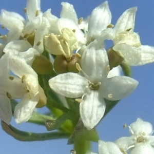  - Galium pseudohelveticum Ehrend. [1960]