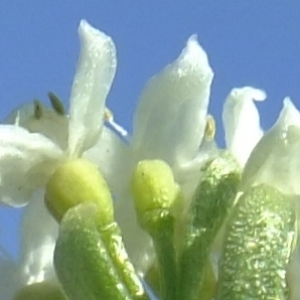  - Galium pseudohelveticum Ehrend. [1960]