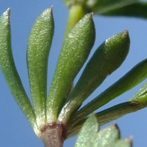  - Galium pseudohelveticum Ehrend. [1960]