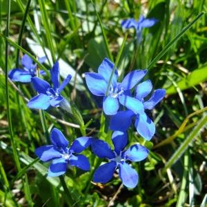 Photographie n°674200 du taxon Gentiana bavarica L. [1753]