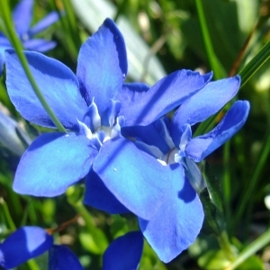 Photographie n°674201 du taxon Gentiana bavarica L. [1753]