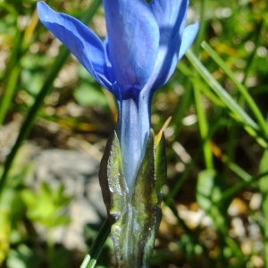 Photographie n°674203 du taxon Gentiana bavarica L. [1753]