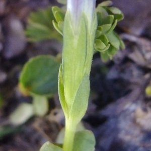 Photographie n°674204 du taxon Gentiana brachyphylla Vill. [1779]