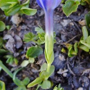 Photographie n°674206 du taxon Gentiana brachyphylla Vill. [1779]