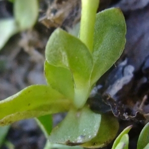 Photographie n°674207 du taxon Gentiana brachyphylla Vill. [1779]