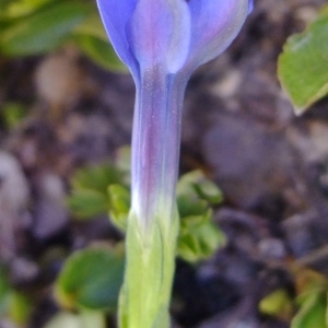 Photographie n°674209 du taxon Gentiana brachyphylla Vill. [1779]