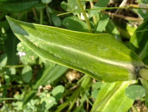 Yoan Martin, le  8 juillet 2015 (Château-Ville-Vieille)
