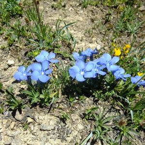 Photographie n°674244 du taxon Gentiana verna Lam. [1788]