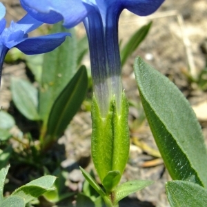 Photographie n°674248 du taxon Gentiana verna Lam. [1788]