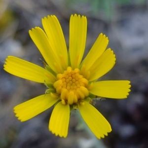 Photographie n°674364 du taxon Hieracium farinulentum Jord. [1848]