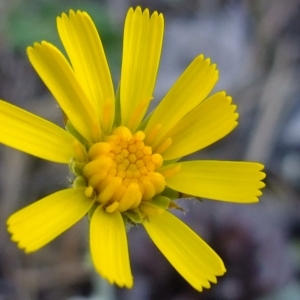 Photographie n°674366 du taxon Hieracium farinulentum Jord. [1848]