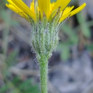 Photographie n°674370 du taxon Hieracium farinulentum Jord. [1848]