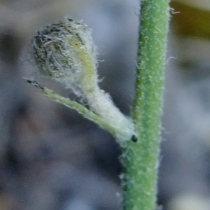  - Hieracium farinulentum Jord. [1848]