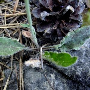  - Hieracium farinulentum Jord. [1848]