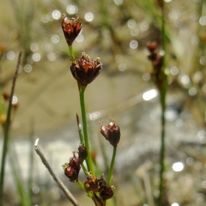 Photographie n°674411 du taxon Juncus alpinoarticulatus Chaix [1785]