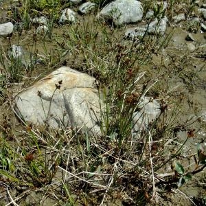 Photographie n°674414 du taxon Juncus alpinoarticulatus Chaix [1785]