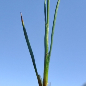 Photographie n°674429 du taxon Juncus triglumis L. [1753]