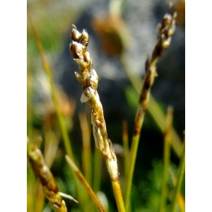 Carex myosuroides Vill. (Cobrésia queue-de-souris)