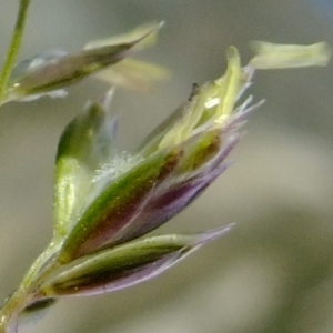 Photographie n°674472 du taxon Koeleria pyramidata (Lam.) P.Beauv. [1812]